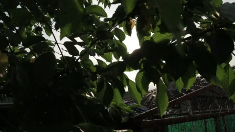 THE SUN THROUGH THE LEAVES OF A TREE Stock Footage 158027538