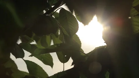 THE SUN THROUGH THE LEAVES OF A TREE2 Stock Footage 158027529
