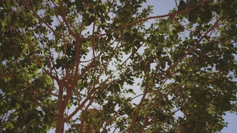 The sun through the leaves of the trees Stock Footage 299395051