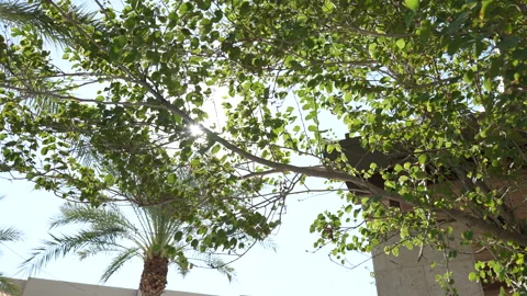 Sun through the leaves of trees, light in summer, near the church Video stock 148761331