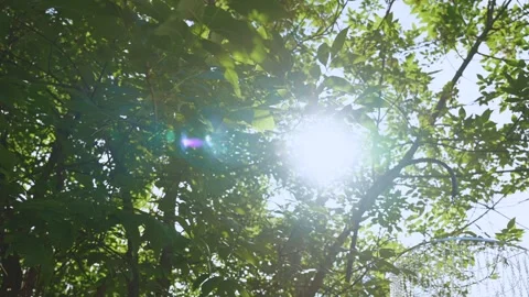 The sun through the leaves of the trees, the rays of the sun Stock Footage 282050233