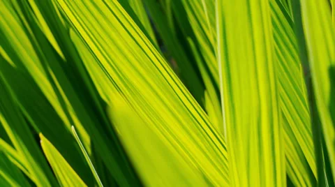 Sun through long gladioli leaves, abstract Stock Footage 38323408