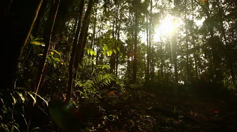 Sun Through Lush Rainforest Trees In Costa Rica HD Video Stock Footage 25062764