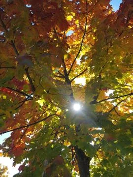 Sun through maple tree Stock Photos
