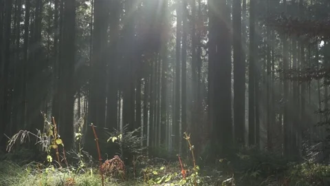 Sun through misty forest trees 動画素材 246046314