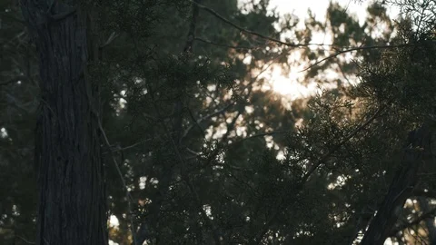 Sun Through Oak Trees Stock Footage 121812554