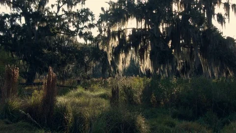 Sun through the oaks and moss Video stock 70712191
