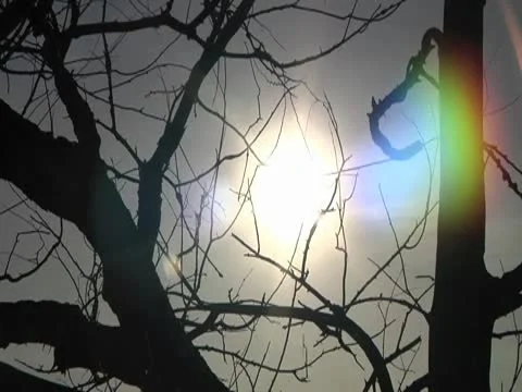Sun through old tree 库存影片 10588624