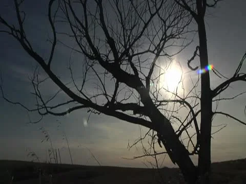 Sun through old tree wide 库存影片 10588622