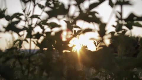 Sun Through overgrown weeds 動画素材 137984197