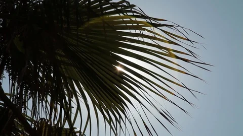 The sun through the palm leaf Stock Footage 128709471