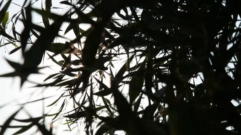 The sun through the palm leaf Stock Footage 128709580