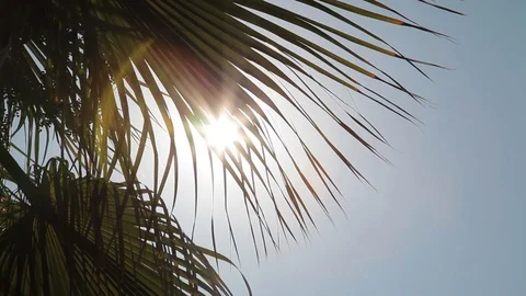 The sun through the palm leaf Stock Footage 128709634