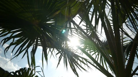 Sun through palm leaves Stock Footage 125902412