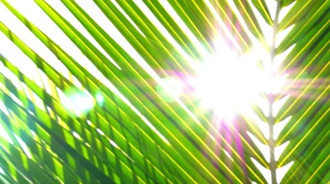 Sun through Palm Leaves. Slow Motion. Stock Footage 40707273