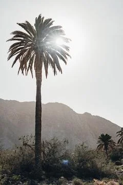 Sun through the palm tree and savage landscape of mountains in Fuerteventura Stock Photos