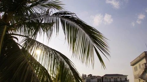 Sun Through Palm Tree Vidéo 125463468