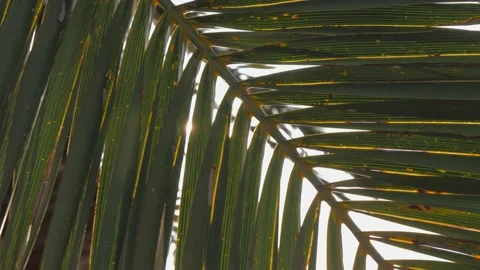 Sun through palm tree, hand touching palm leaves. Travel concept. Vídeo Stock 133160759