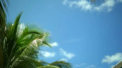 Sun Through Palm Tree Leaves On Carribean Dominican Republic.Palm Tree With Stock Footage 162046343
