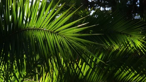 The sun through the Palm Tree Leaves Stock Footage 198906679