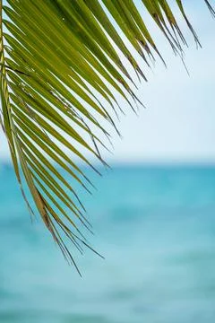 Sun Through Palm Tree Leaves On Carribean Dominican Republic.Palm Tree With Stock Photos