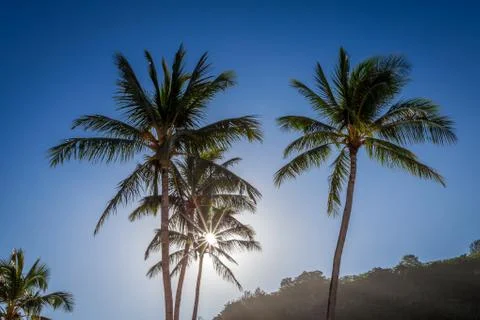 Sun through the palm tree Stock Photos