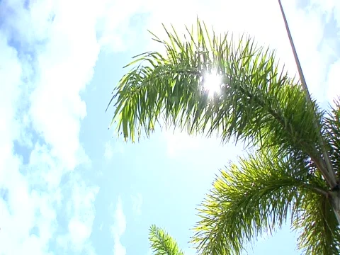 Sun through palm trees Stock Footage 709029