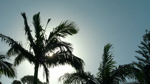 Sun through palm trees  Stock Footage 86464974