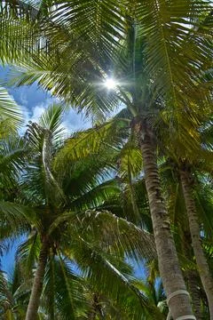 Sun through palm trees Stock Photos