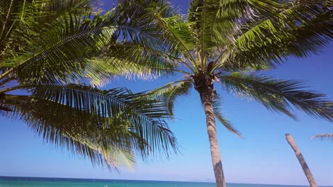 Sun through palm trees, rays and glare, clear sky on the background, summer Stock Footage 329936474