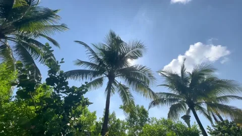 Sun through palms leaves Video stock 229451010