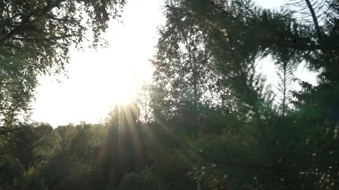 Sun through pine branches Video stock 298192904