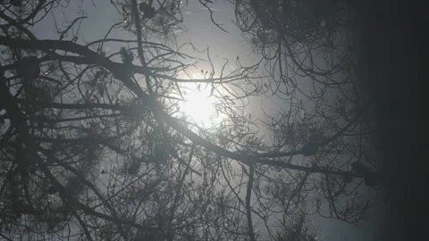 Sun through pine branches in wind Video stock 345717647