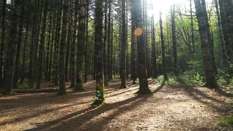 Sun Through Pine Forest Stock Footage 77550950
