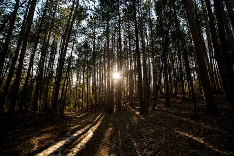 Sun through pine forest Stock Photos
