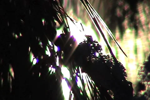 Sun Through Pine Needles Close Up Stock Footage 1067937