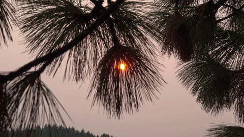 Sun through pine needles zooms out Video stock 81724764