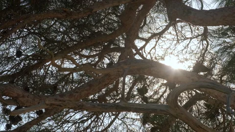 Sun Through Pine Tree Branches Stock Footage 282935996
