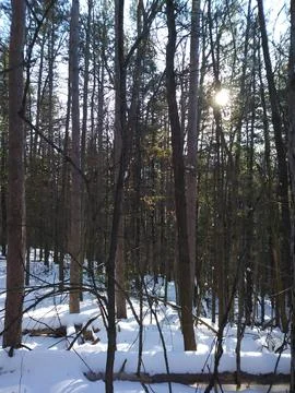 Sun Through Pine Tree Stock Photos