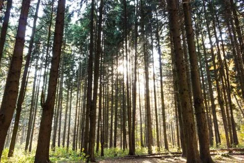 The sun through the pine trees in the forest Фото