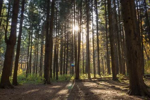 The sun through the pine trees in the forest Фото