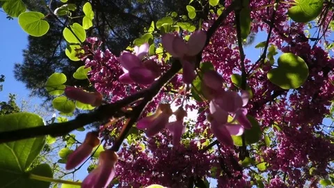 Sun through pink flowers in tree Stock Footage 76768736