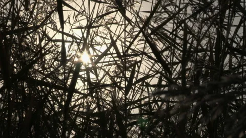 Sun through reeds 库存影片 300115353