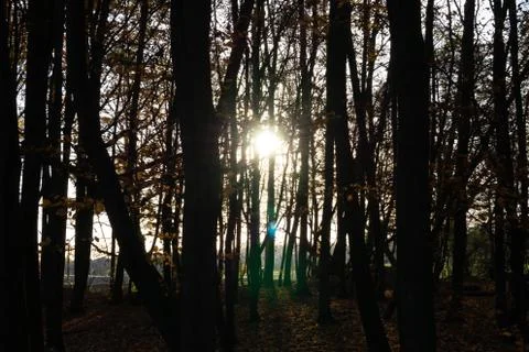 Sun through the silhouettes of trees close-up Stock Photos