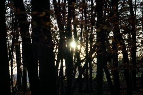 Sun through the silhouettes of trees horizontal view Stock Photos