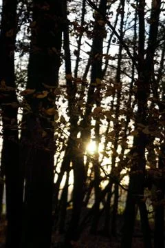 Sun through the silhouettes of trees vertical view Stock Photos