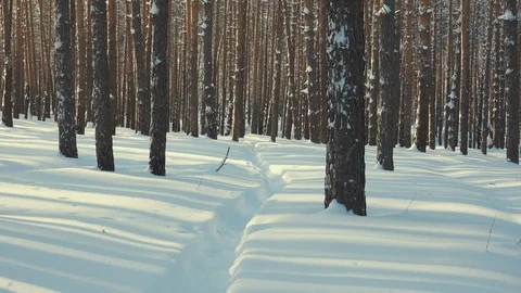 The sun through the snowy tall pines Stock Footage 120108237