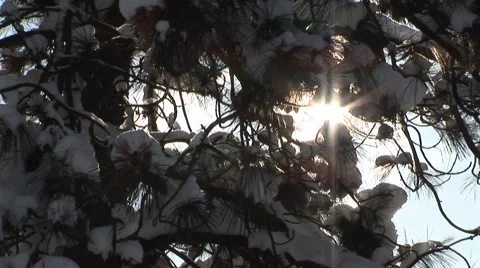Sun Through Snowy Tree Stock Footage 44782096