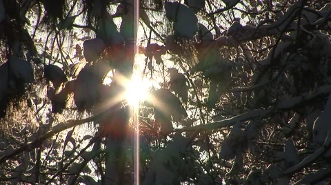 Sun Through Snowy Tree Stock Footage 44782176