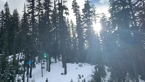 Sun Through Snowy Trees 動画素材 122108021